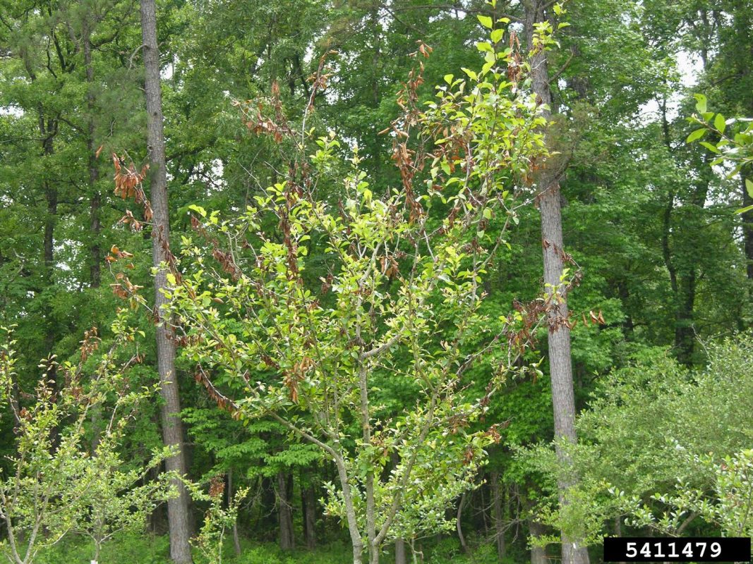 Mayhaw Fire Blight Control – Treating A Mayhaw With Fire Blight Disease