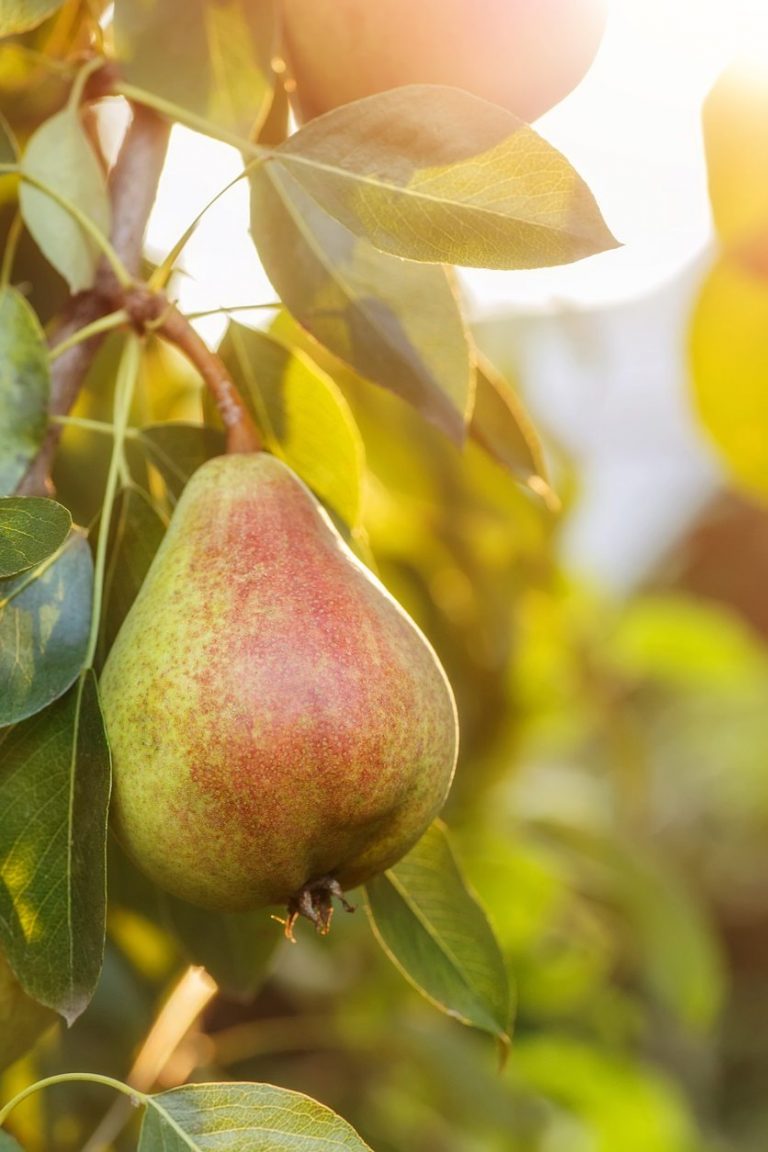 Expanding A European Pear In The Landscape|TakeSeeds.com