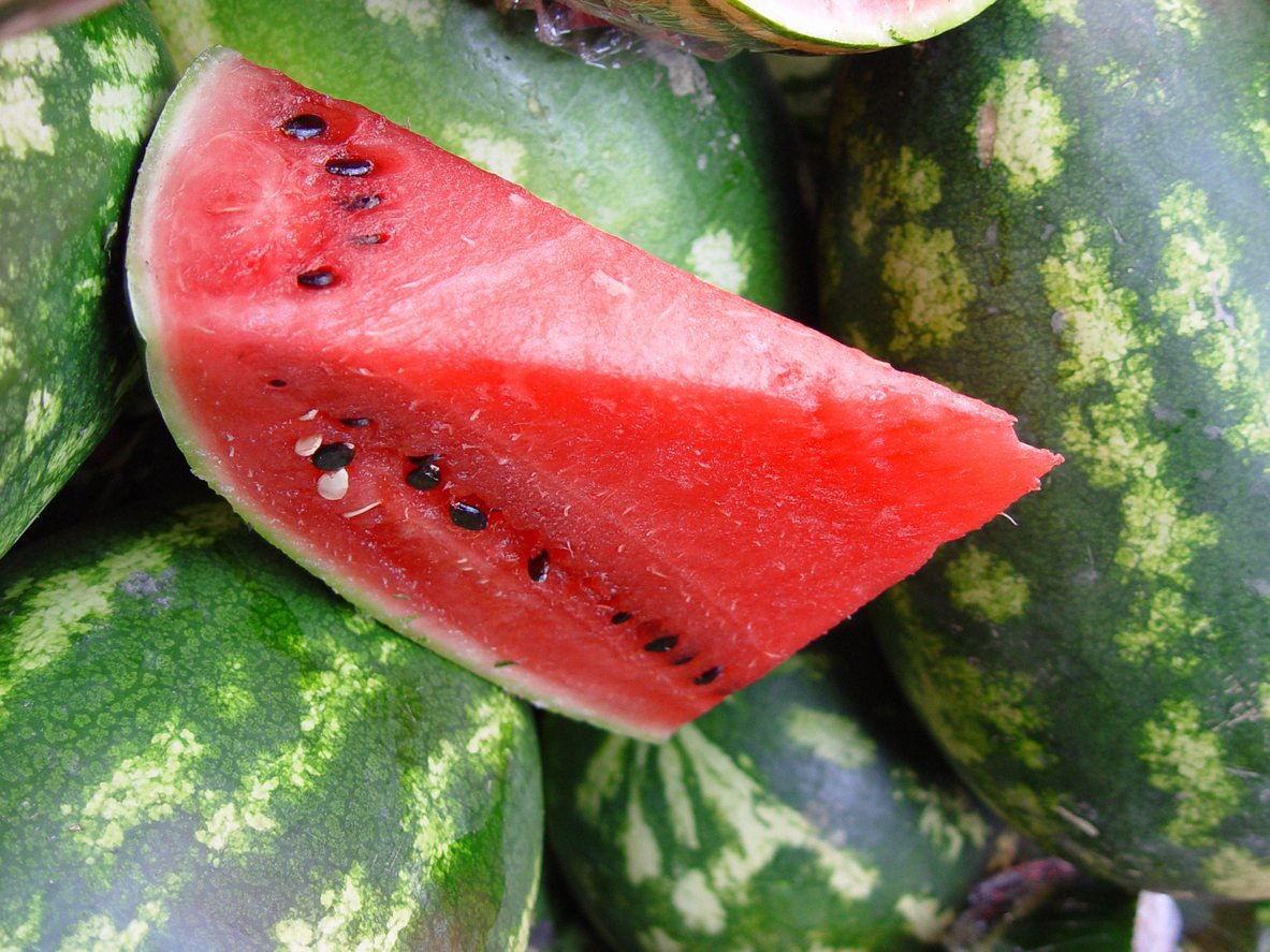 1536951796 charleston gray watermelon care growing heirloom watermelons in the garden takeseeds com - Charleston Gray Watermelon Care - Growing Heirloom Watermelons In The Garden|TakeSeeds.com