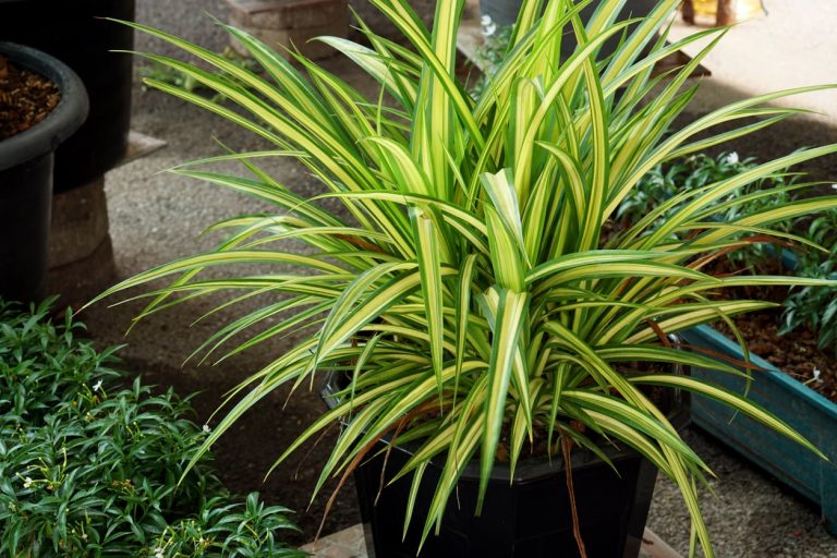 When To Feed A Dracaena Plant|TakeSeeds.com