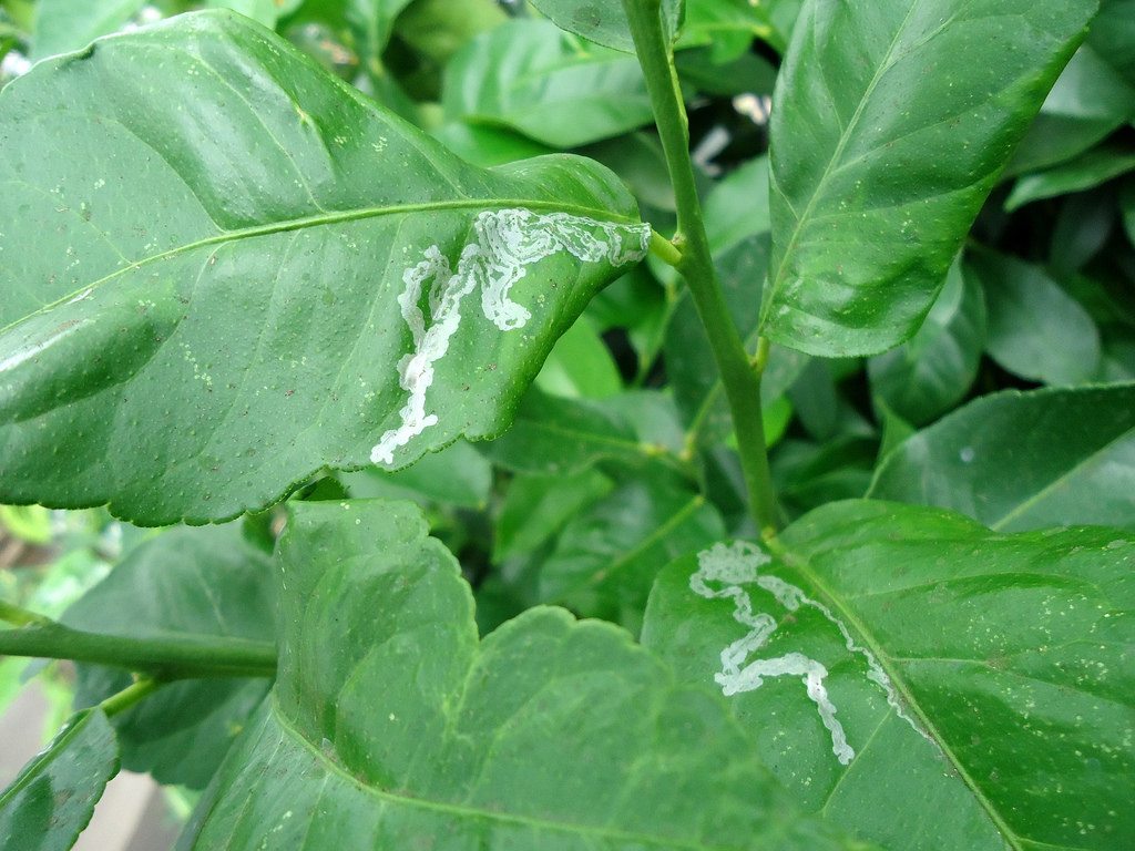 1537169091 signs of citrus leaf miners takeseeds com - Indications Of Citrus Leaf Miners|TakeSeeds.com