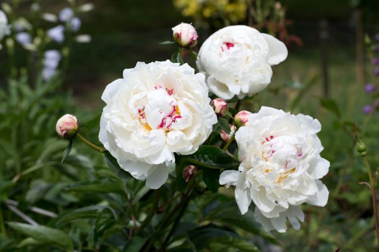 Expanding White Peony Plants– Choosing White Peony Flowers For The Garden|TakeSeeds.com