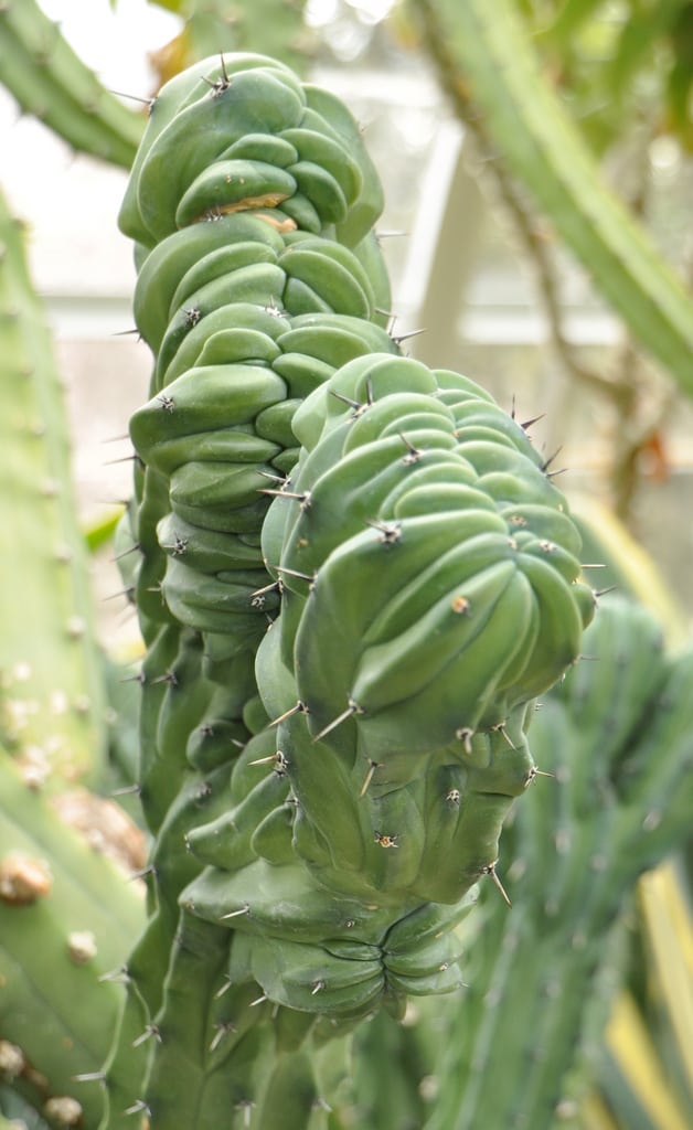1537385661 what is a crested succulent information about cresting succulents takeseeds com - What Is A Crested Succulent-- Information About Cresting Succulents|TakeSeeds.com
