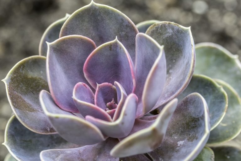 Echeveria Plant Care– How To Grow A Painted Lady Succulent|TakeSeeds.com