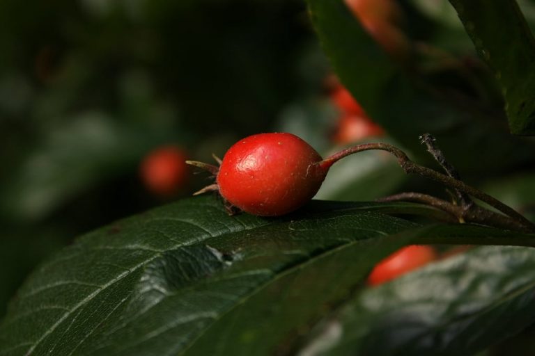When To Pick Mayhaws: Tips For Harvesting Mayhaw Fruit|TakeSeeds.com