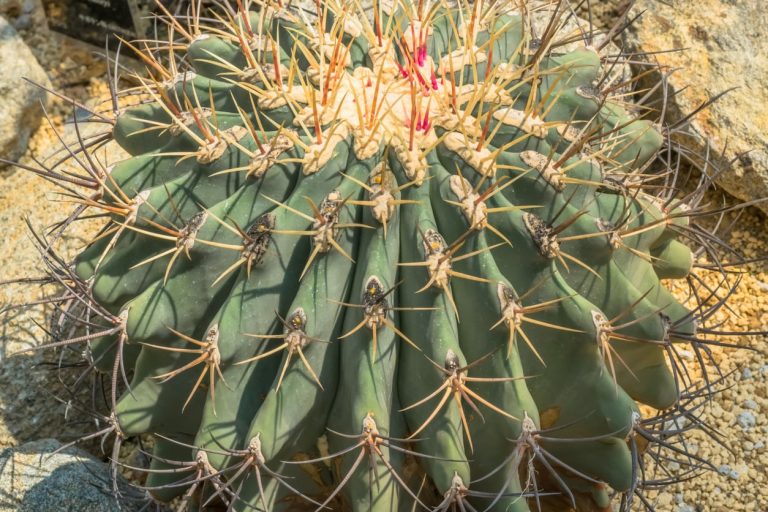 Tips On Caring For Emory’s Barrel Cactus|TakeSeeds.com