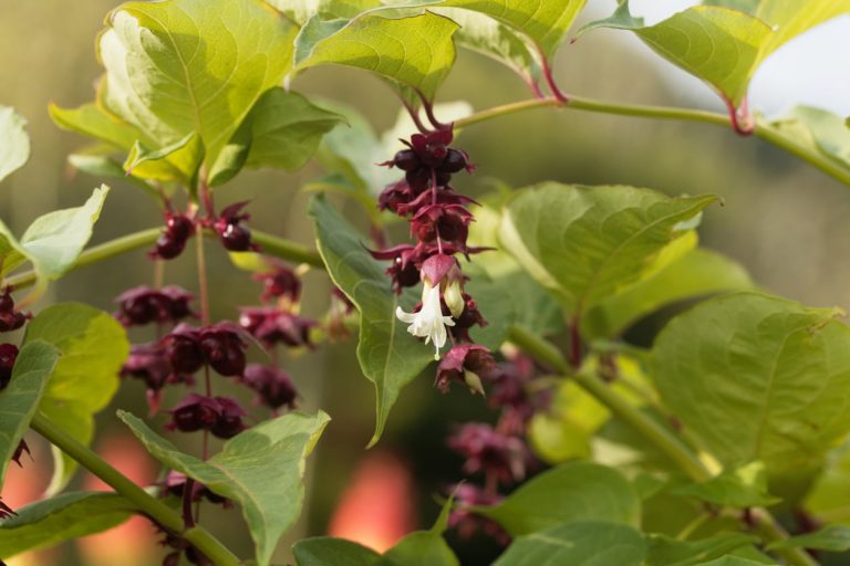 What Is Himalayan Honeysuckle– Himalayan Honeysuckle Care And Information|TakeSeeds.com