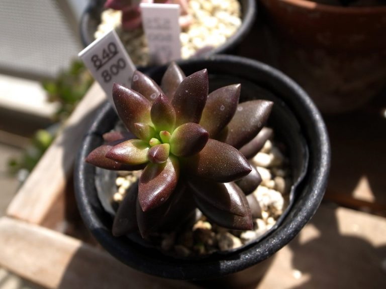 Sedeveria ‘Jet Beads’ Care– Tips For Growing Jet Beads Succulent Plants|TakeSeeds.com