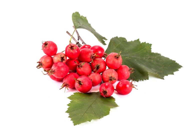 Crataegus Tree Information – Tips For Growing Mayhaws In The Landscape|TakeSeeds.com