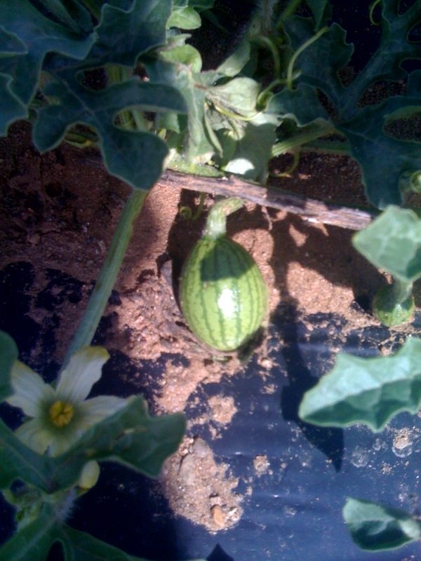growing yellow baby melons in the garden takeseeds com - Expanding Yellow Baby Melons In The Garden|TakeSeeds.com