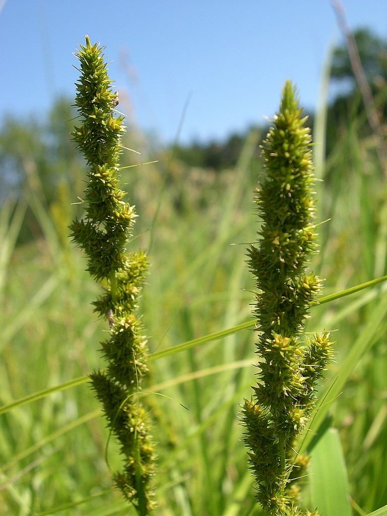 Growing Fox Sedge Plants– Learn About Fox Sedge Management In The Garden|TakeSeeds.com