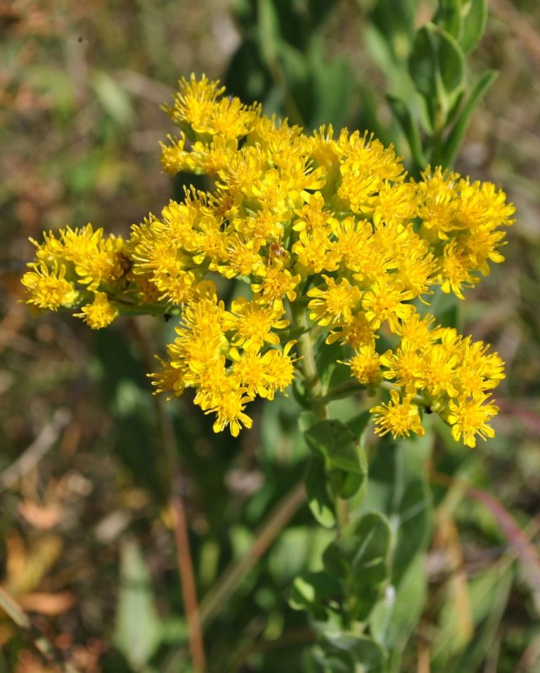 Expanding Stiff Goldenrod Flowers In The Garden|TakeSeeds.com