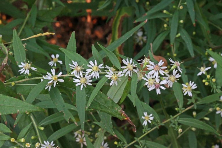 Learn More About Growing Calico Aster Flowers|TakeSeeds.com