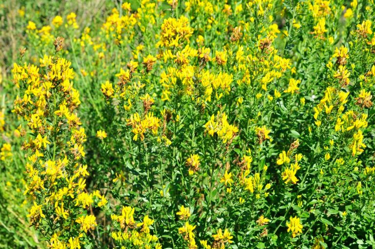 Discover Getting Rid Of Woad Weeds|TakeSeeds.com