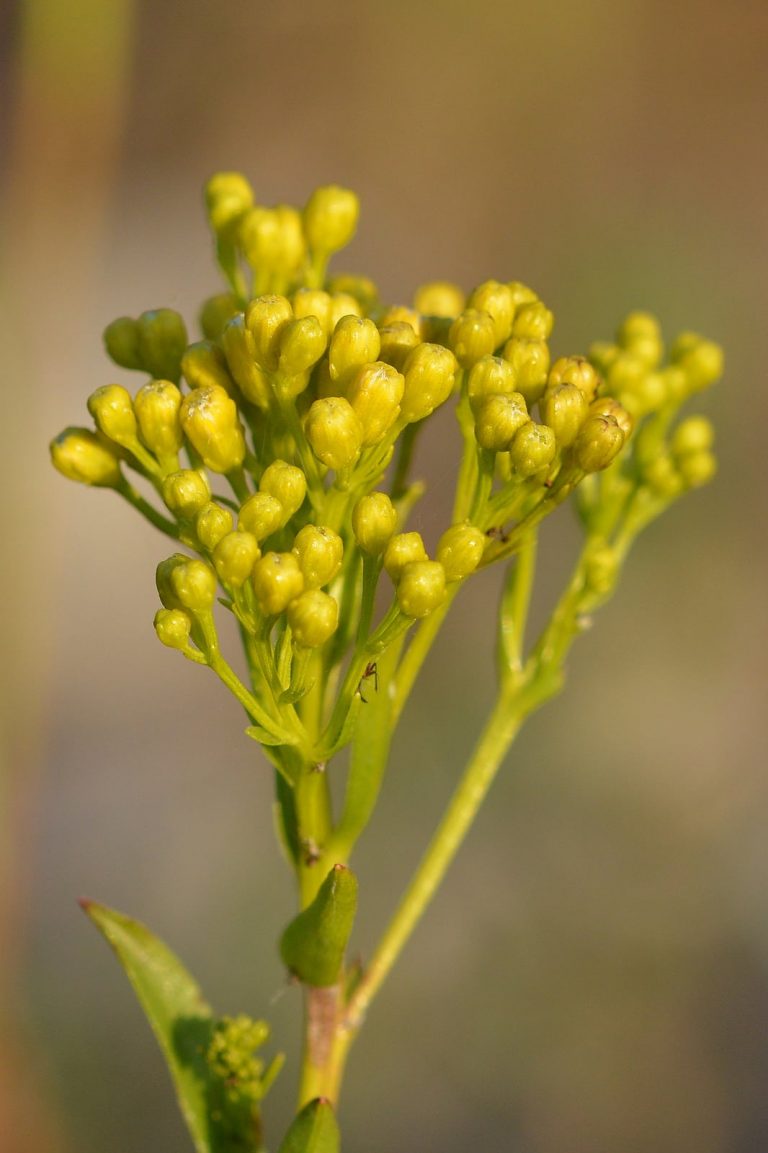Ohio Goldenrod Care– Learn About Growing Ohio Goldenrod Plants|TakeSeeds.com