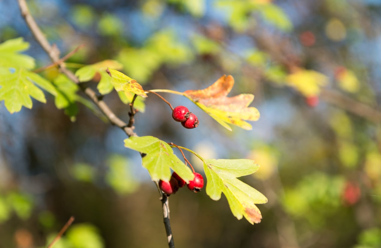 1539255043 whats wrong with my mayhaw tree mayhaw issues and what to do takeseeds com - What's Wrong With My Mayhaw Tree-- Mayhaw Issues And What To Do|TakeSeeds.com