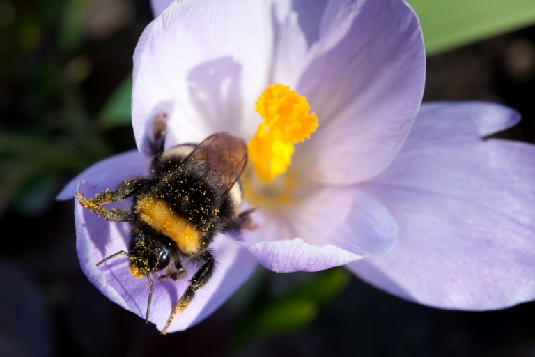 Picking Spring Bulbs For Bees And Other Pollinators|TakeSeeds.com