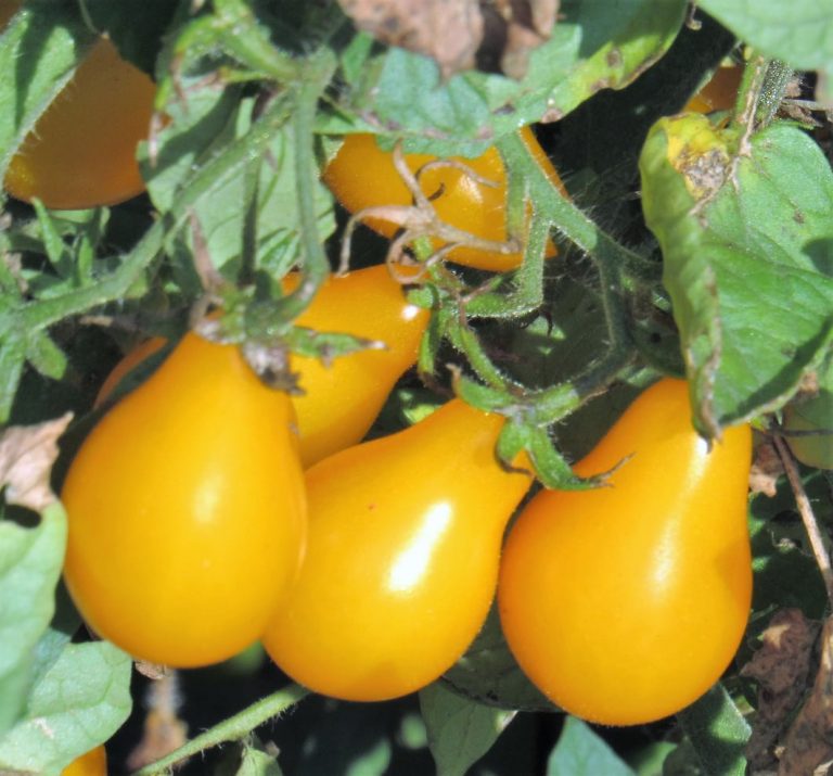 Learn More About Growing Yellow Pear Tomato Plants|TakeSeeds.com