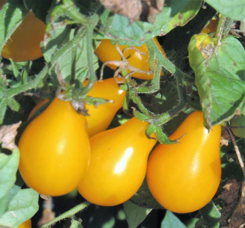 Learn More About Growing Yellow Pear Tomato Plants