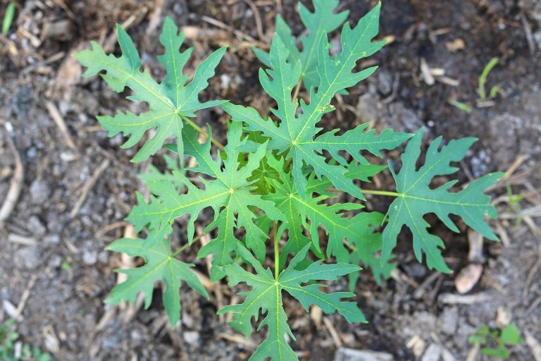 Just How To Prevent Damping Off In Papaya Seedlings|TakeSeeds.com