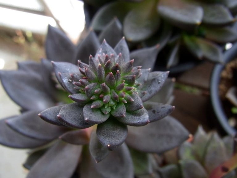 Find Out About Black Knight Echeveria Care|TakeSeeds.com