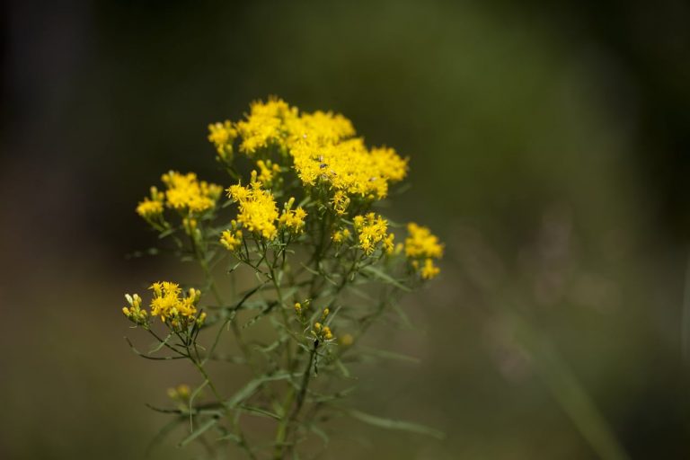 Tips For Growing Grass Leaved Goldenrod Plants|TakeSeeds.com