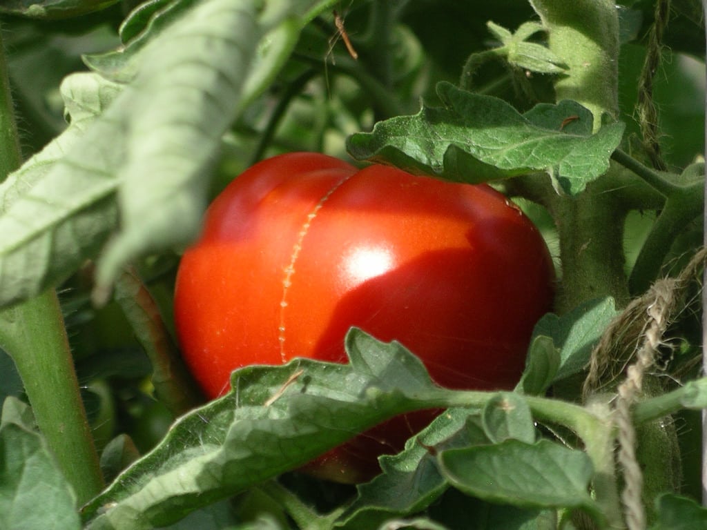 1540250589 growing a costoluto genovese tomato plant takeseeds com - Expanding A Costoluto Genovese Tomato Plant|TakeSeeds.com