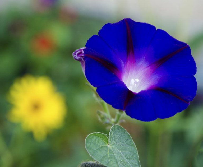 Usual Blue Petunia Varieties– Choosing Blue Petunias For The Garden|TakeSeeds.com