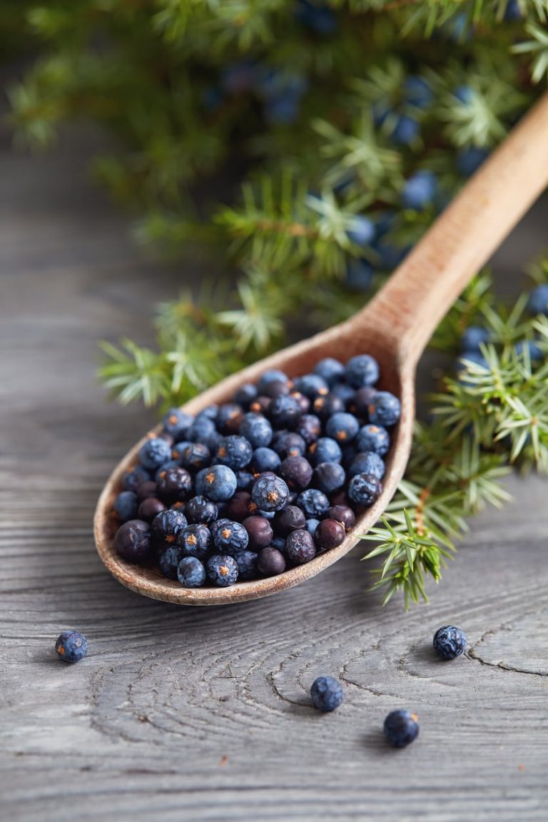 Is It Safe To Pick Juniper Berries– Learn About Harvesting Juniper Berries|TakeSeeds.com
