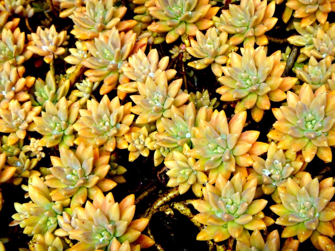 50 Pcs Mixed Succulents Seed Seeds Fruit Vegetables Flower Home Planting 2018