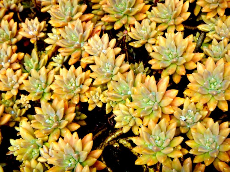 What Is A Graptoveria Succulent– Graptoveria Plant Care And Information|TakeSeeds.com