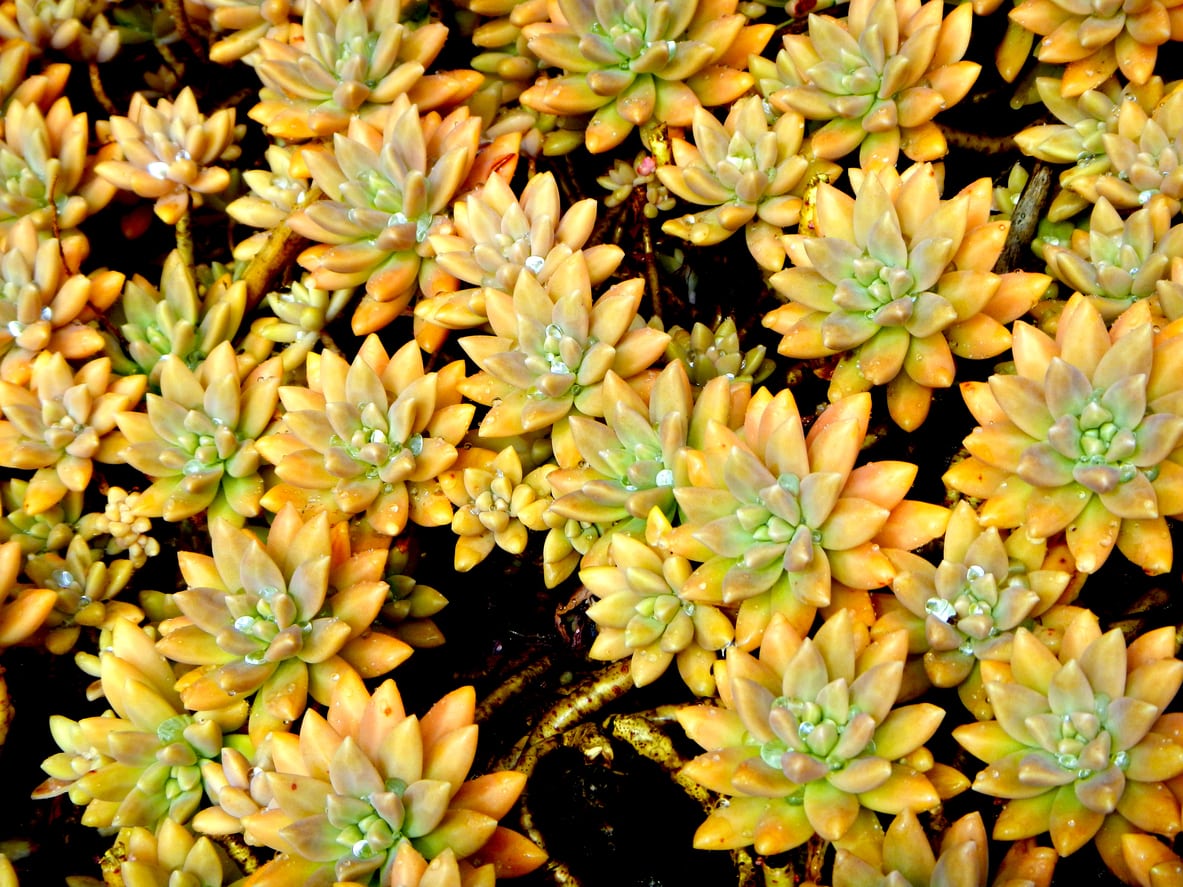 1540726414 what is a graptoveria succulent graptoveria plant care and information takeseeds com - What Is A Graptoveria Succulent-- Graptoveria Plant Care And Information|TakeSeeds.com