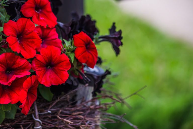 Growing Red Petunia Flowers– Growing and also choosing Petunias That Are Red|TakeSeeds.com
