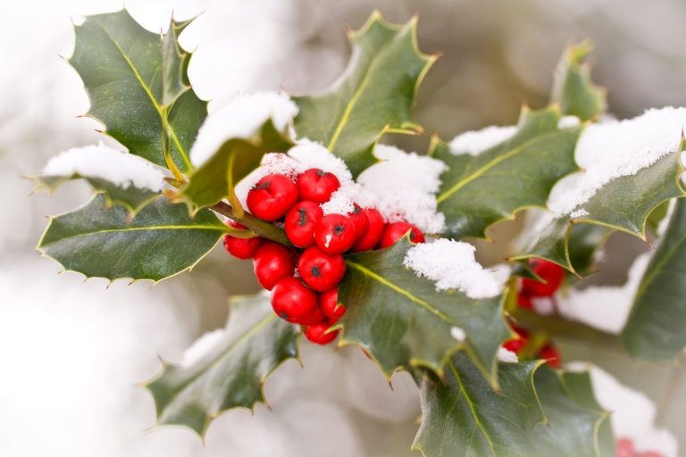 Just how To Winterize A Holly Bush|TakeSeeds.com