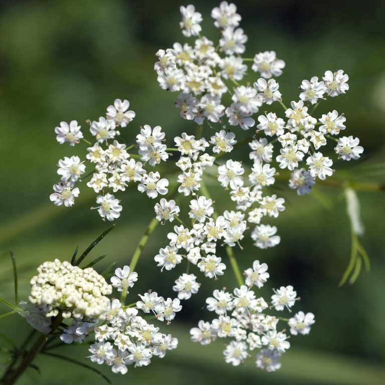 Circulating Caraway Herbs In The Garden|TakeSeeds.com