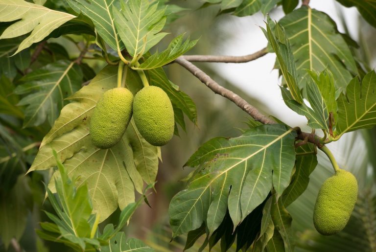 Breadfruit Cold Tolerance – Learn About The Care Of Breadfruit In Winter|TakeSeeds.com