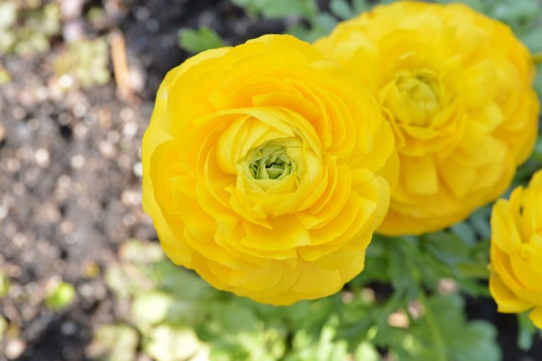 Persian Buttercup Propagation– Growing Persian Buttercup Seeds And Bulbs|TakeSeeds.com