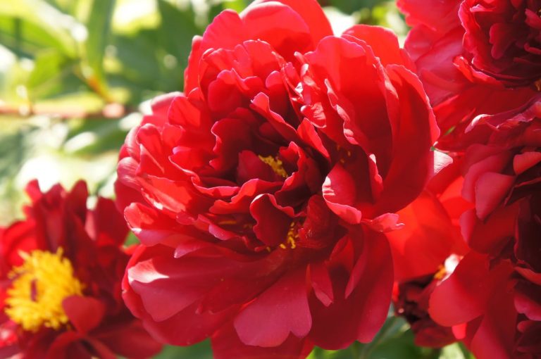 Growing Red Peonies– Learn About Growing Red Peony Flowers|TakeSeeds.com