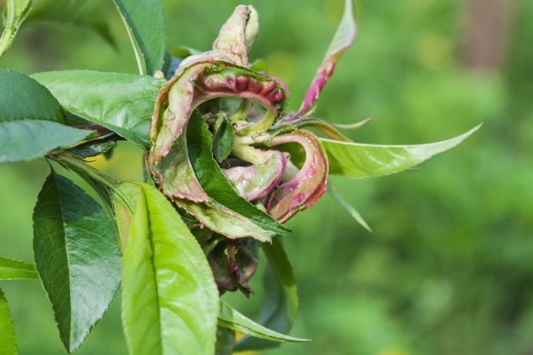 Nectarine Disease Symptoms– Tips On Treating A Sick Nectarine Tree|TakeSeeds.com