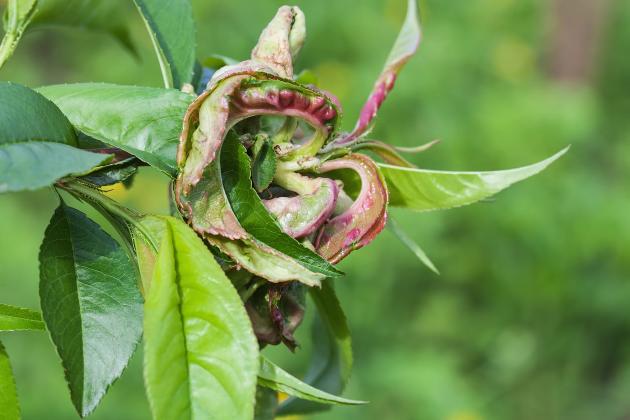 1541462002 nectarine disease symptoms tips on treating a sick nectarine tree takeseeds com - Nectarine Disease Symptoms-- Tips On Treating A Sick Nectarine Tree|TakeSeeds.com