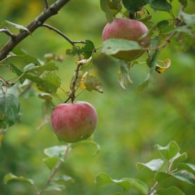 Learn How To Grow Liberty Apples