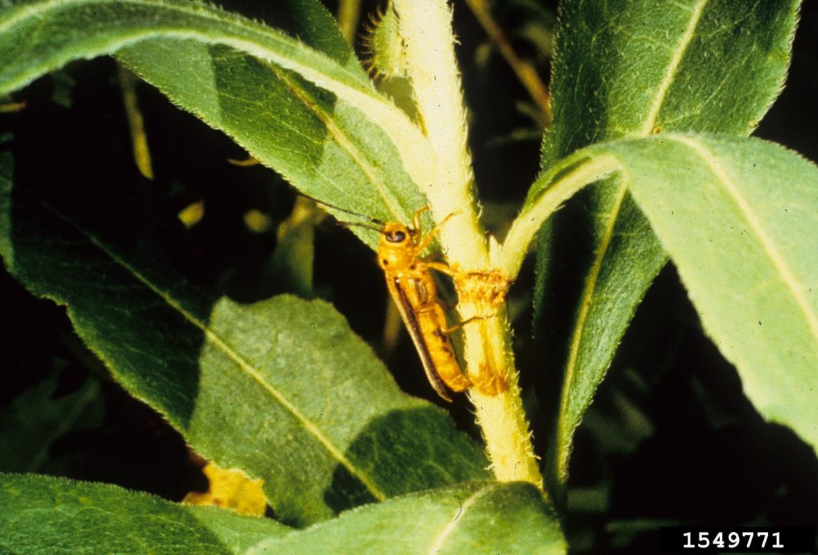 Learn About Common Mountain Laurel Pests  TakeSeeds.com