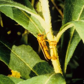 Learn About Common Mountain Laurel Pests