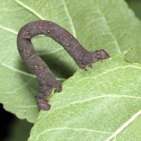 What Are Spanworms – Learn About Managing Spanworms In The Garden