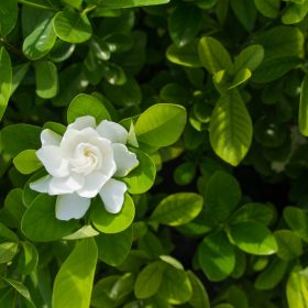 What Is An Everblooming Gardenia – Information About Gardenia Veitchii