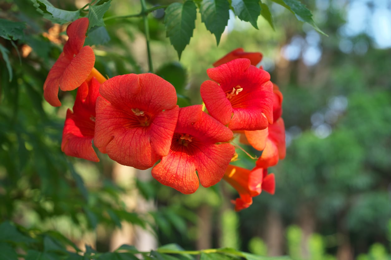 1542500589 chinese trumpet creeper info tips for growing chinese trumpet vines takeseeds com - Chinese Trumpet Creeper Info-- Tips For Growing Chinese Trumpet Vines|TakeSeeds.com