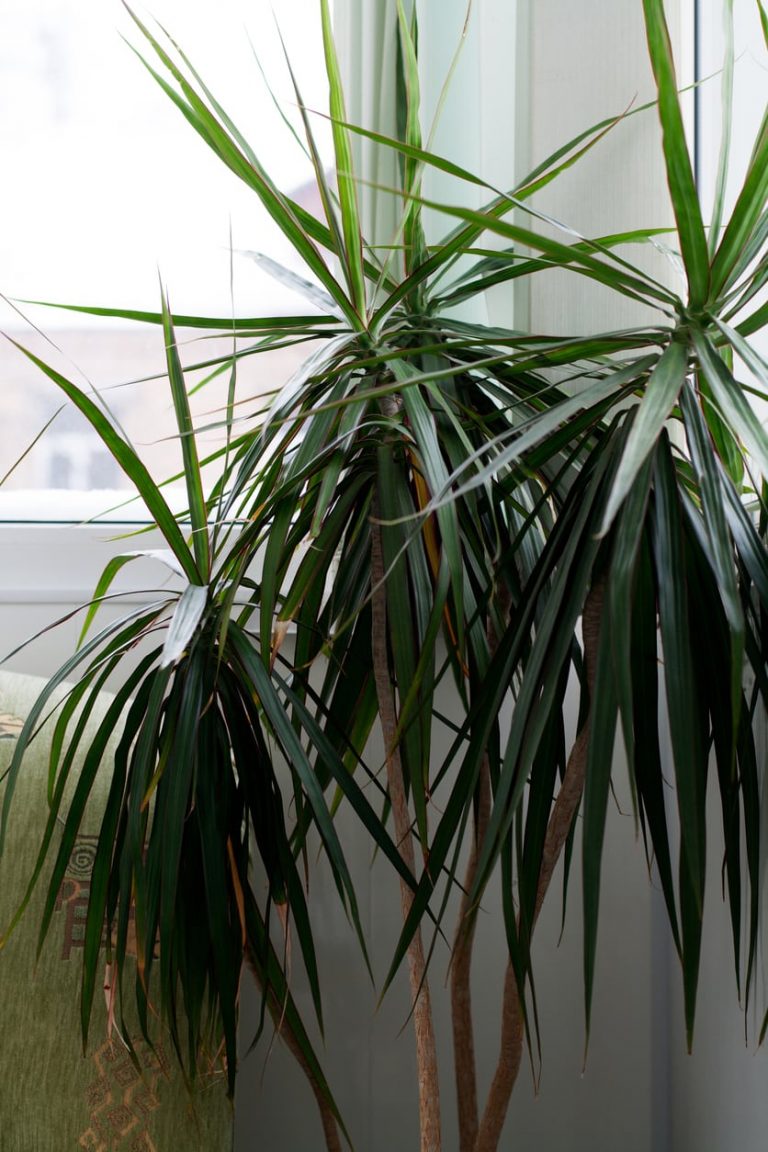 Learn More About Dracaena Cold Tolerance|TakeSeeds.com