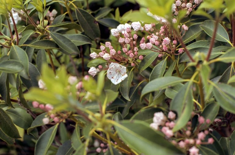 Hill Laurel Winter Care– Learn About Winter Protection For Mountain Laurels|TakeSeeds.com