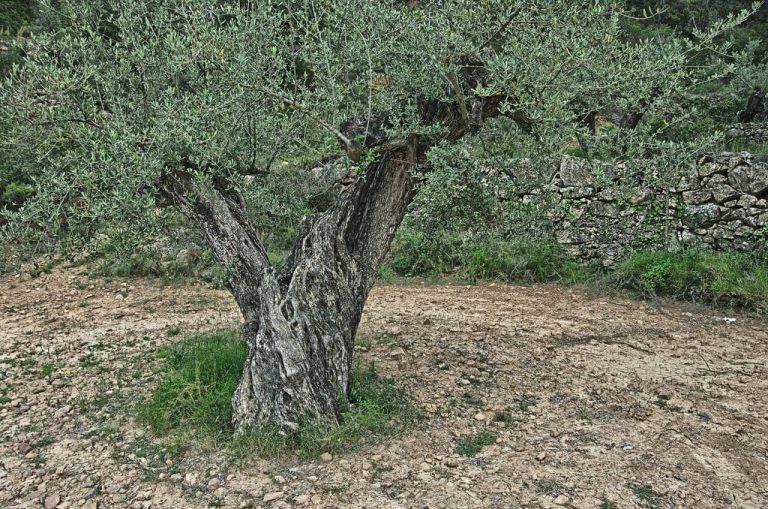 Xylella And Olives – What To Do About An Olive Tree With Xylella Disease|TakeSeeds.com