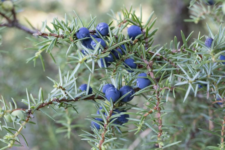 Find out How To Use Juniper Berries|TakeSeeds.com